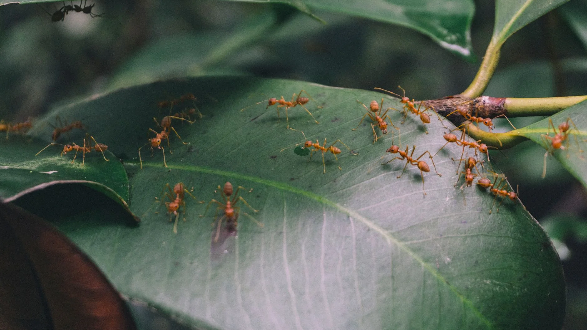 Red weaver ants walking on a green leaf