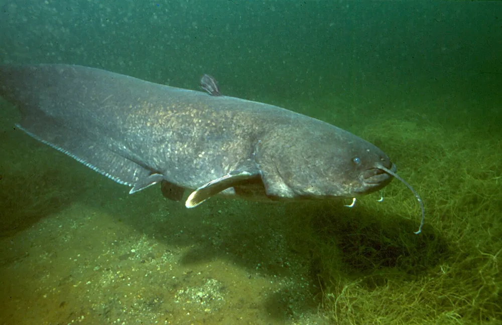 Wels catfish (Silurus glanis) with long barbels