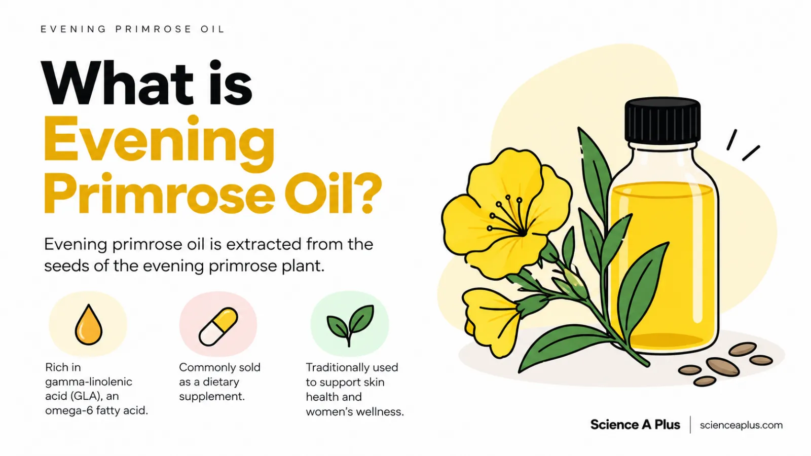 Evening Primrose Oil Benefits: What the Evidence Says