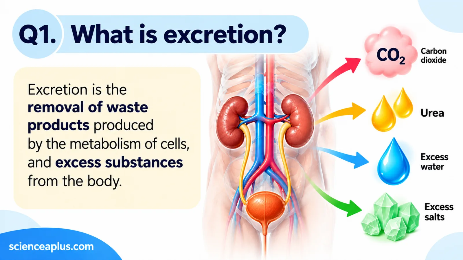 What is excretion: the removal of waste products made by the metabolism of cells and of excess substances, such as carbon dioxide, urea, excess water and excess salts
