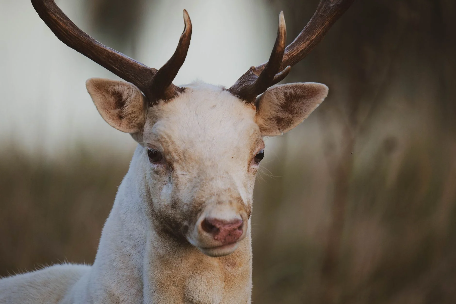 Close-up of a white deer with dark brown antlers, dark eyes and a pink-brown nose