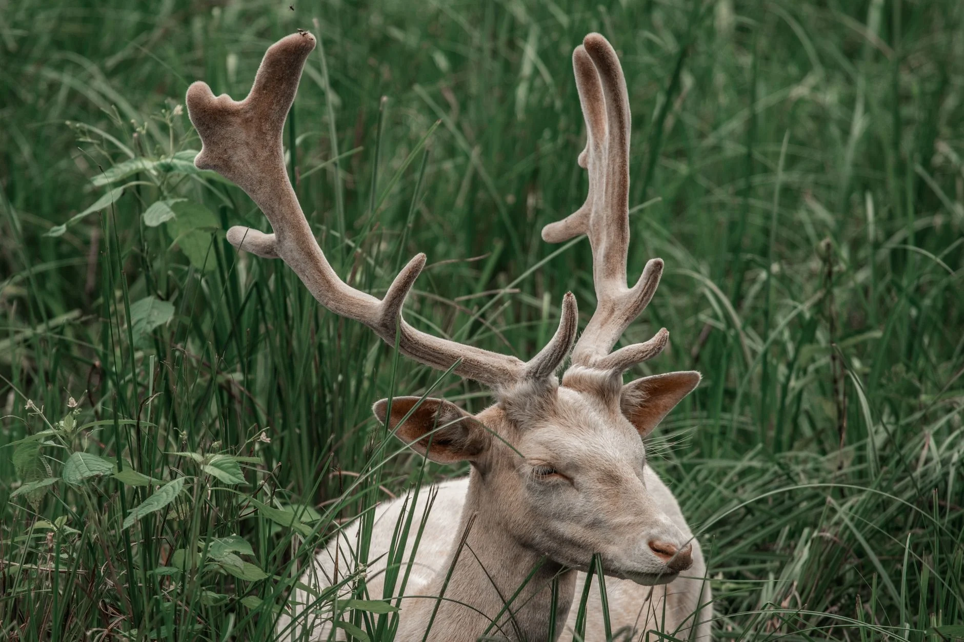 A pale cream deer with velvet-covered antlers resting in tall green grass with its eyes closed