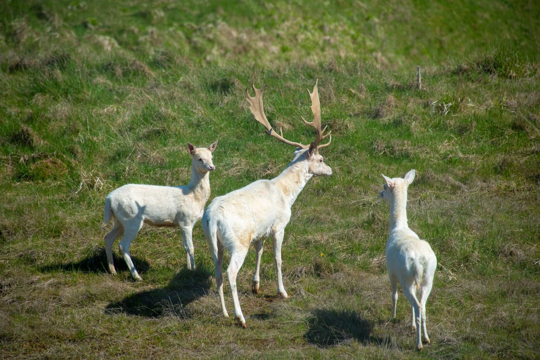 Three white fallow deer, including a stag with broad antlers, standing in a green meadow