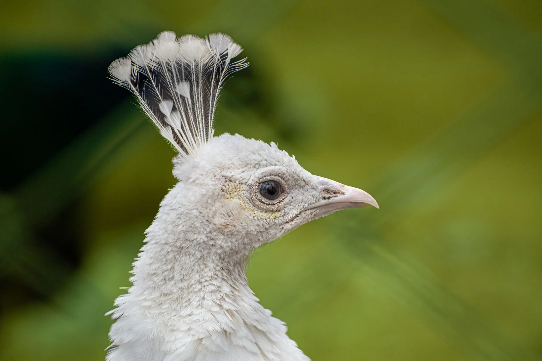 Close-up of a white peafowl head with a white crest and a dark eye