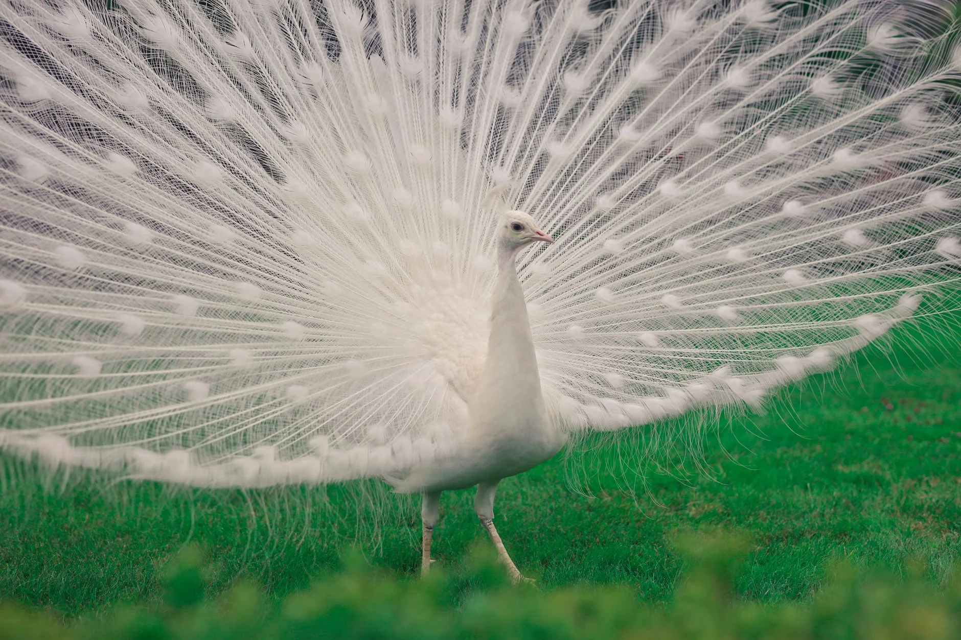 A white peacock with its white train fanned out on green grass