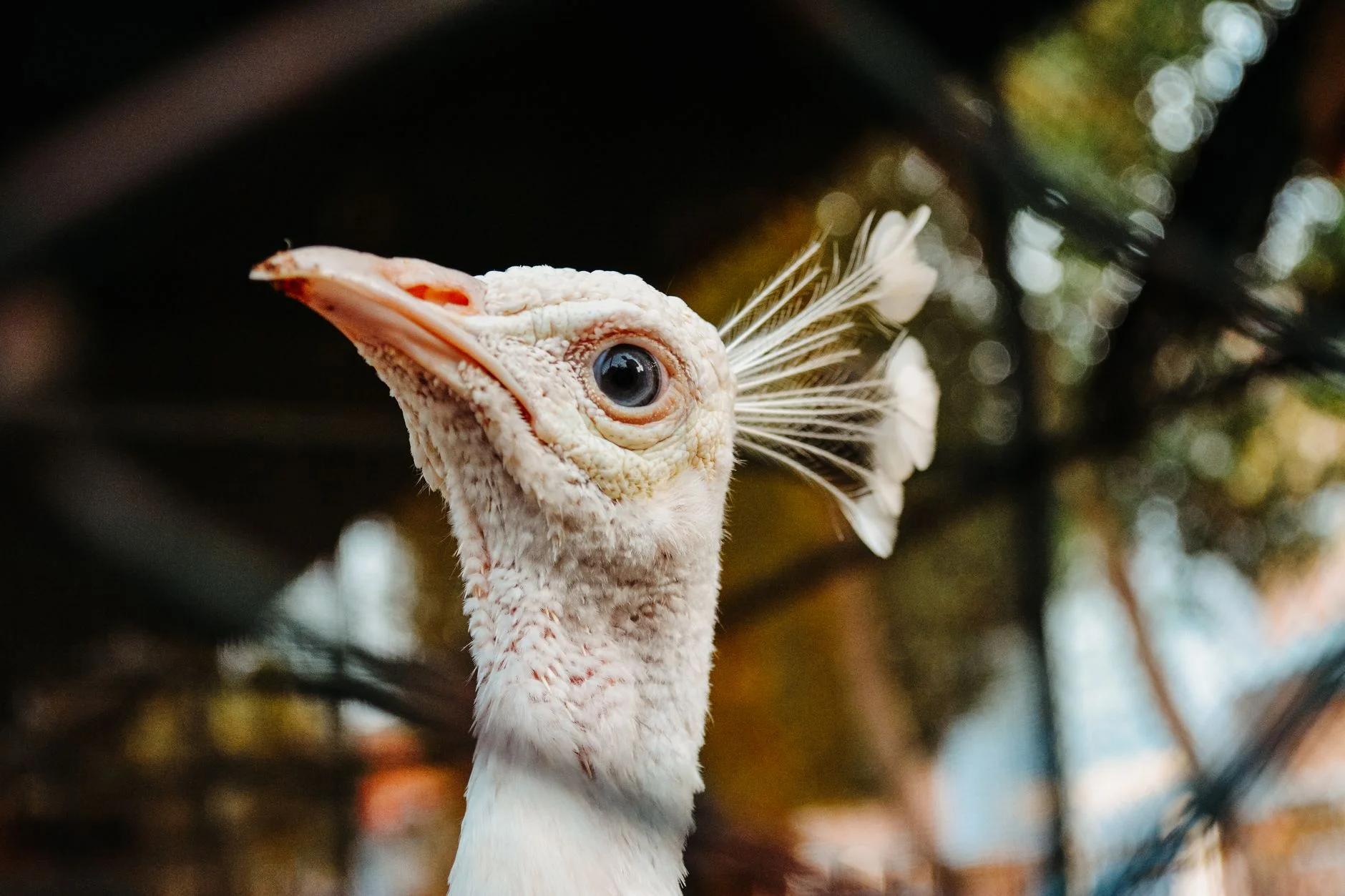 Head of a white peafowl with a pale crest and dark eye
