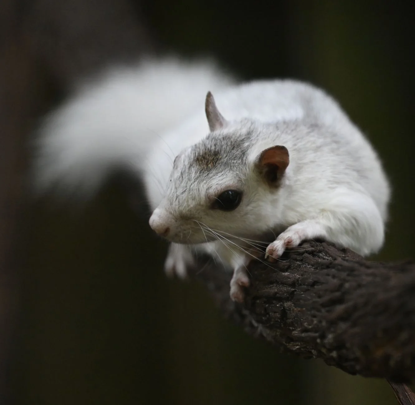 A white squirrel with a few grey patches on its head clinging to a branch, with a dark eye