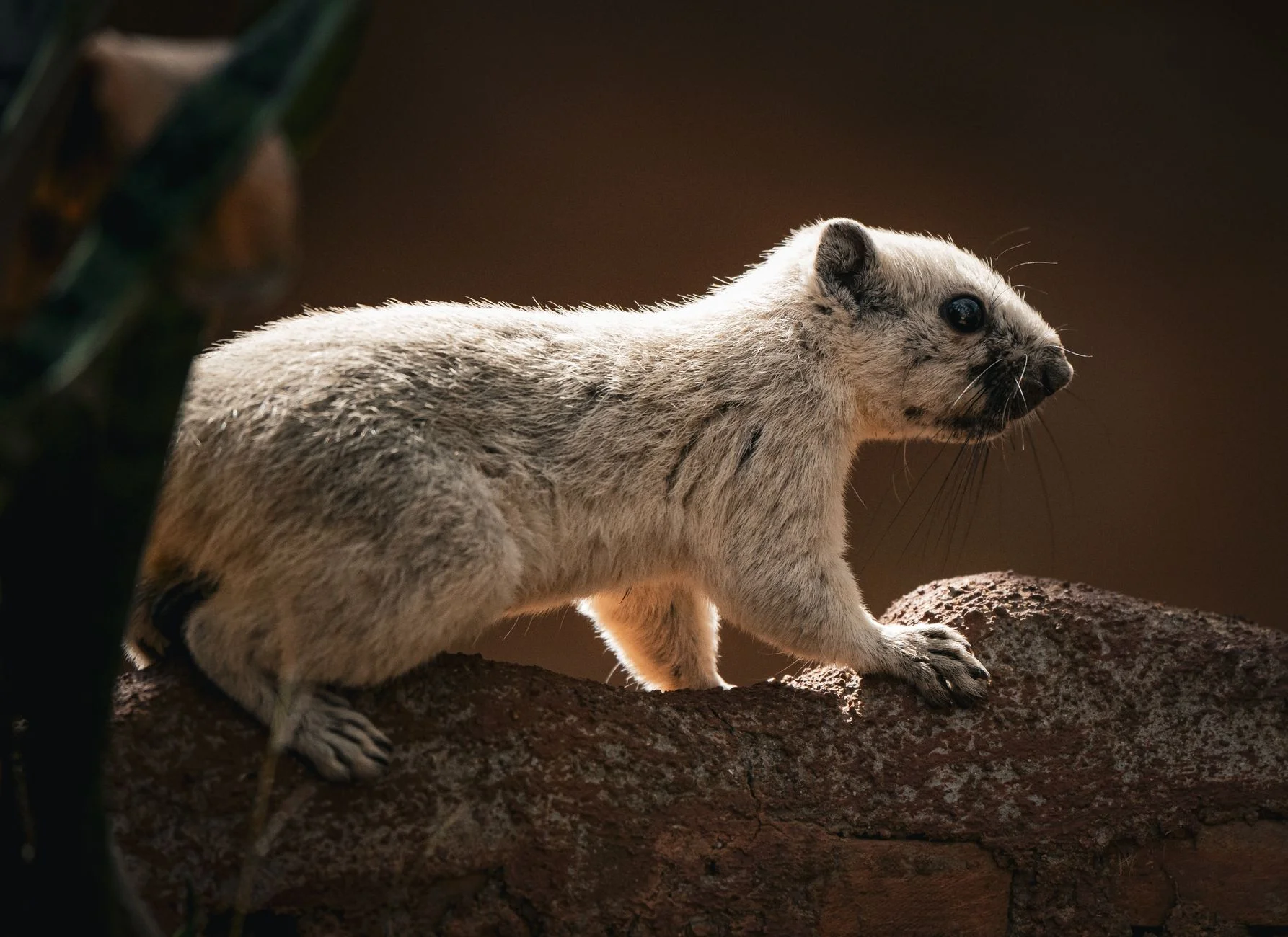 A pale cream-coloured squirrel with dark eyes standing on a rock in warm light
