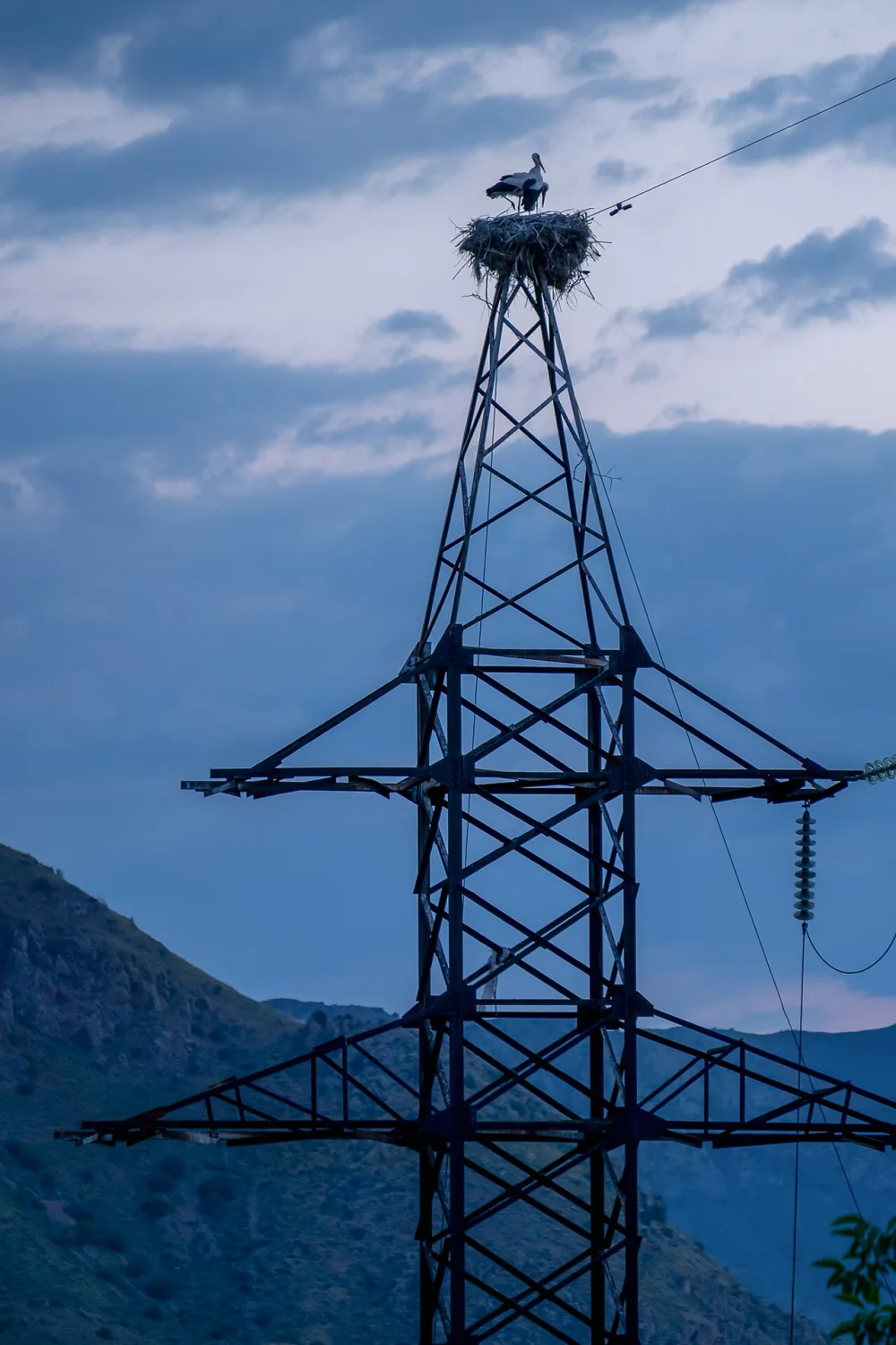 A white stork standing on a large stick nest built on the very top of a steel lattice power pylon