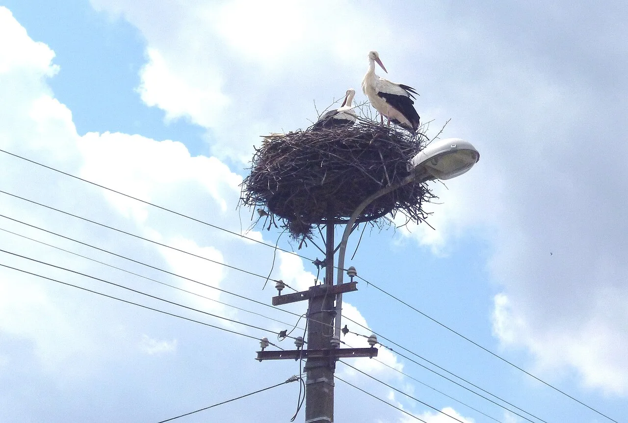 Two white storks on a huge stick nest above an electricity pole and street lamp, with wires running past