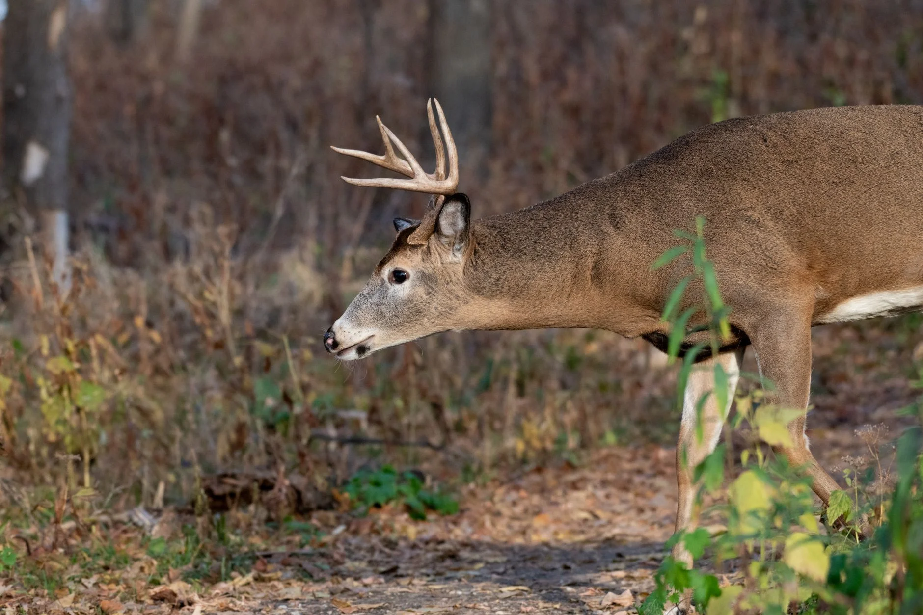A white-tailed deer buck with a small set of antlers walking through autumn woodland