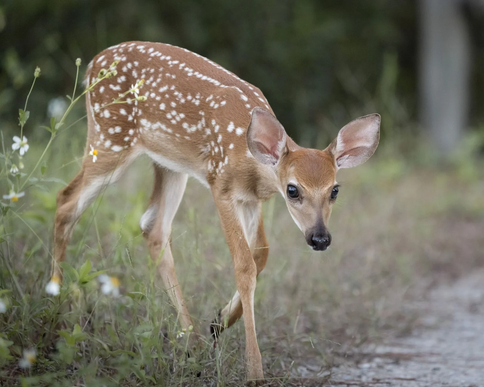 A white-tailed fawn with white spots on a reddish-brown coat walking along a woodland path