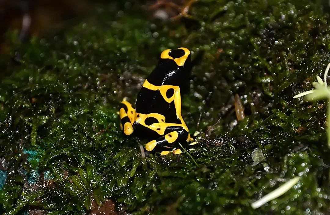 A small yellow and black banded poison dart frog sitting on green moss