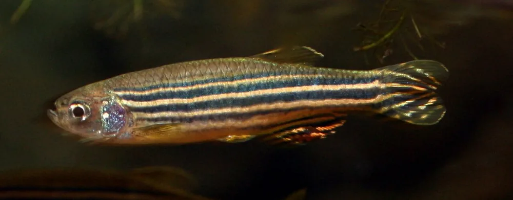 Zebrafish (Danio rerio) in an aquarium